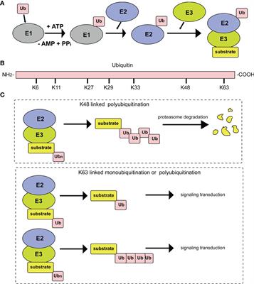 Progress on <mark class="highlighted">Poxvirus</mark> E3 Ubiquitin Ligases and Adaptor Proteins